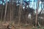 Дървета в  къпалнята Мария Луиза