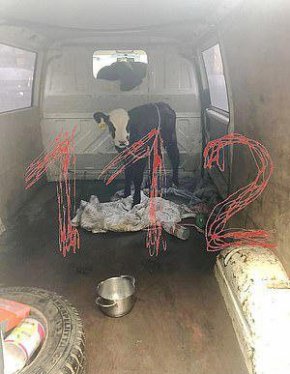 Снимка показва животното на задната седалка на микробус след инцидента © Provided by Daily Mail