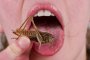 Скакалец