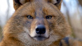  Елате с Viasat Nature всеки делничен ден от понеделник, 6 март в 19:00 ч. и изследвайте непроучените части на Европа