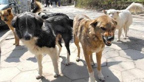 10 животни нападнали 41-годишната жертва в четвъртък сутринта, съобщи Нова тв.