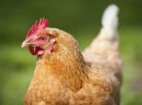 По думите му не бива да се изнасят птичи продукти от стопанството. "669 птици има на домашно отглеждане в селото. Умъртвени са останалите птици от стопанството. Няма смърт на други птици в други стопанства. До петък трябва да излязат пробите от заразеното стопанство.
