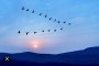Птици