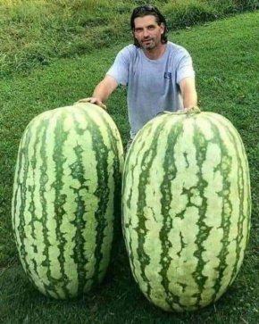 
Дини като мини, Калабрия, Италия

