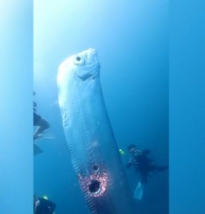 Гигантска риба гребец е била забелязана в плитки води край североизточното крайбрежие на Тайван.
