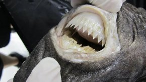 Моряците, двама руснаци и един френски гражданин, бяха извадени от морето в сряда на път за североизточния австралийски град Кернс от отдалечената тихоокеанска държава Вануату, съобщиха властите.