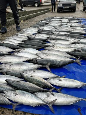 Морето край Царево "завря" от паламуд, похвалиха се рибарите