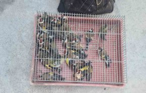 
В рамките на оперативните действия са открити общо 54 птици от различни защитени видове - 27 от вида кадънка (щиглец), 13 от вида зеленика, 7 - елшова скатия, 5 - обикновено конопарче, кос и една чинка.