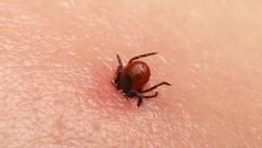 
От Столичната община обясниха за NOVA, че тази година тревните площи са обработени за кърлежи дори по-рано от обичайното. Това се случило в края на март. Последвало и частично пръскане след цялостното в началото на подранилата пролет.

 