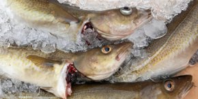 
В последния доклад на ФАО GLOBEFISH се предупреждава за „драматично намаляване“ на запасите от атлантическа треска през тази година. В документа се посочва, че санкциите срещу Русия са засегнали и рибопреработвателната промишленост.