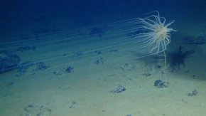 Relicanthus sp. е новооткрит вид, събран на 4100 метра в зоната Кларион-Клипертон. Живее върху гъбени стъбла, прикрепени към полиметални конкреции, които представляват интерес за минната индустрия.
С любезното съдействие на Крейг Смит и Дива Амон, проект ABYSSLINE 
