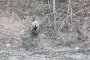 Ловно куче в схватка с мечка край смолянско село 