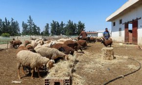 Китай забрани вноса на овце, кози и птици от България заради редица заболявания по животните