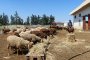 Китай забрани вноса на овце, кози и птици от България заради редица заболявания по животните