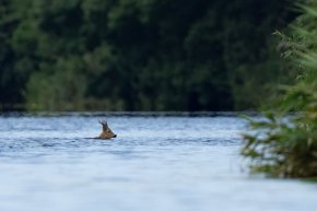 Велека, общ. Царево, където Странджа прегръща  морето: ФОТО НА ДЕНЯ   

сн. Райко Чалков  