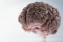 Дори на 80 години мозъкът ви създава по 700 нови клетки всеки ден