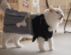 В Източна Азия все повече хора стават фенове на котките