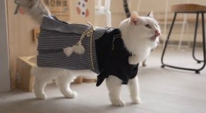 В Източна Азия все повече хора стават фенове на котките