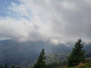Мечка е нападнала и убила мъж на Витоша