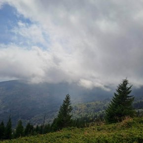 Мечка е нападнала и убила мъж на Витоша