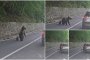 Във всеки един магазин има такива обособени кътове за купуване на храна за мечките: Нападнатият българин в Румъния