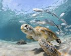Китай твърди, че чужди разузнавания използват морски костенурки и риби за събиране на данни
