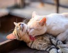 Котките не ги е грижа за вас… нито една за друга: Проучване