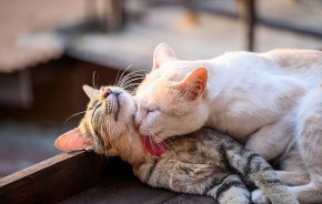 Котките не ги е грижа за вас… нито една за друга: Проучване