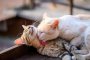 Котките не ги е грижа за вас… нито една за друга: Проучване