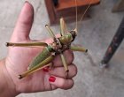 Гигантски скакалци превзеха градове у нас