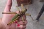 Гигантски скакалци превзеха градове у нас