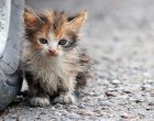 Мъж застреля котка на метри от малко дете и майка му в Айтос 