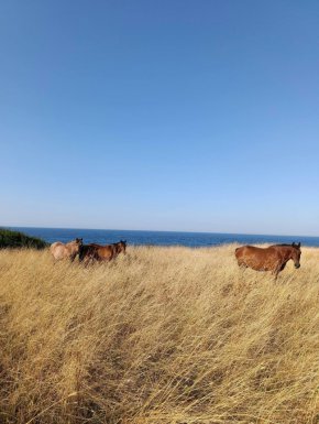 

Синеморец като Дивия Запад: ФОТО НА ДЕНЯ  