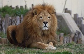 Почина лъвът с кротък нав Славчо от Софийския зоопарк 