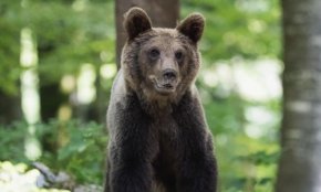 Борино въвежда мерки за мирно съжителство с мечките