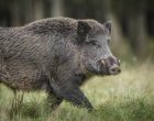 12 души пострадаха при катастрофата с диво прасе край Бургас