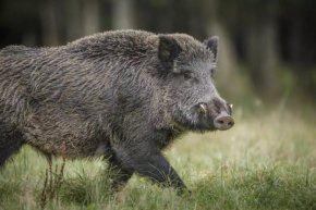 12 души пострадаха при катастрофата с диво прасе край Бургас