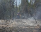 Отвориха оградите на ловно стопанство, за да избягат дивите животни от пожара в Сърбия