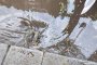 80 сигнала за паднали дървета, 40 за завирени улици и 4-5 ударени коли в София