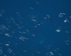 Над 2000 морски хищници се събраха край бреговете на САЩ, сред тях редки и застрашени видове