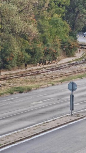 "Невидимата глутница” на път от район Студентски към район Изгрев посред бял ден: Фото на деня