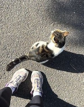 Котката ви ходи при непознати? Експерти предупреждават за хора, които примамват чужди домашни любимци