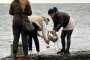 Контейнери с батерии и битова химия в морето край Шабла