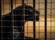Софийският зоопарк отглежда два черни ягуара