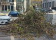  10-и ден дървеса пречат на хората дори в топцентъра