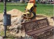  Секат дървета наред в Градската градина
