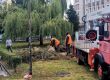   И елхата на София бастисана от Терзиев и Трайков след 102-г. тополи до Народния