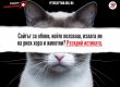 Четири лапи настоява за правила при онлайн търговията с животни