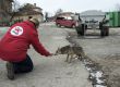   Над 10 тона храна за животни ще раздадат от Четири лапи в Хитрино 