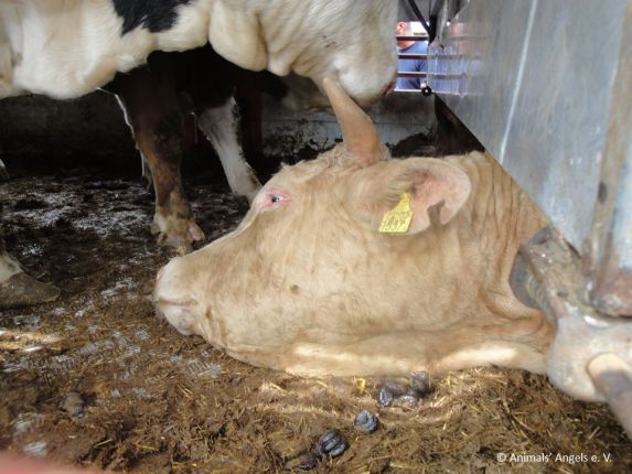 Жестокости спрямо изнасяни от ЕС селскостопански животни